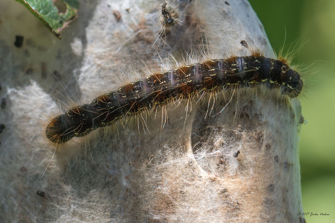 Small eggar moth larva (caterpillar) - Eriogaster lanestris <figure class="photo"><a href="https://www.jungledragon.com/image/51896/small_eggar_moth_larva_caterpillar_-_eriogaster_lanestris.html" title="Small eggar moth larva (caterpillar) - Eriogaster lanestris"><img src="https://s3.amazonaws.com/media.jungledragon.com/images/1332/51896_thumb.jpg?AWSAccessKeyId=05GMT0V3GWVNE7GGM1R2&Expires=1759968010&Signature=OO1lTscDMvspJThivwIdQgF%2BNS4%3D" width="200" height="134" alt="Small eggar moth larva (caterpillar) - Eriogaster lanestris https://www.jungledragon.com/image/51895/small_eggar_moth_larva_caterpillar_-_eriogaster_lanestris.html Animal,Animalia,Arthropoda,Bulgaria,Caterpillar,Eriogaster lanestris,Geotagged,Hymenoptera,Insect,Insecta,Larva,Lasiocampidae,Lepidoptera,Macrophya montana,Nature,Small eggar,Summer,Tenthredinidae,Wildlife" /></a></figure> Animal,Animalia,Arthropoda,Bulgaria,Caterpillar,Eriogaster lanestris,Geotagged,Insect,Insecta,Larva,Lasiocampidae,Lepidoptera,Nature,Small eggar,Summer,Wildlife