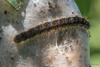 Small eggar moth larva (caterpillar) - Eriogaster lanestris https://www.jungledragon.com/image/51896/small_eggar_moth_larva_caterpillar_-_eriogaster_lanestris.html Animal,Animalia,Arthropoda,Bulgaria,Caterpillar,Eriogaster lanestris,Geotagged,Insect,Insecta,Larva,Lasiocampidae,Lepidoptera,Nature,Small eggar,Summer,Wildlife