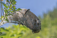 Small eggar moth larva (caterpillar) - Eriogaster lanestris https://www.jungledragon.com/image/51895/small_eggar_moth_larva_caterpillar_-_eriogaster_lanestris.html Animal,Animalia,Arthropoda,Bulgaria,Caterpillar,Eriogaster lanestris,Geotagged,Hymenoptera,Insect,Insecta,Larva,Lasiocampidae,Lepidoptera,Macrophya montana,Nature,Small eggar,Summer,Tenthredinidae,Wildlife