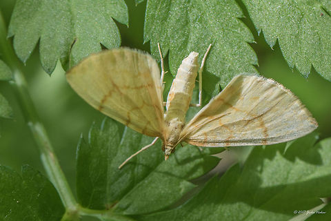 Barred straw - Eulithis pyraliata Synonym - Gandaritis pyraliata Animal,Animalia,Arthropoda,Barred straw,Bistrishko Branishte Nature Reserve,Bulgaria,Eulithis pyraliata,Europe,Gandaritis pyraliata,Geometer moth,Geometridae,Geotagged,Insect,Insecta,Lepidoptera,Nature,Summer,Vitosha Mountain Nature Park,Wildlife