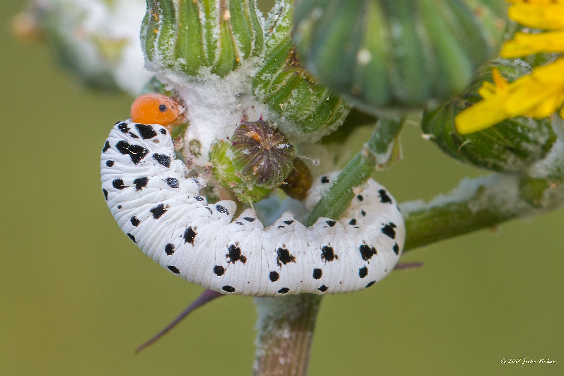 Tenthredo neobesa sawfly larva Tenthredo (Cephaledo) neobesa, 1980 Zombori.<br />
Spotted in Camargue natural park, South France Animal,Animalia,Arthropoda,Europe,France,Geotagged,Hymenoptera,Insect,Insecta,Larva,Nature,Regional Nature Park of the Camargue,Sawfly,Spring,Tenthredinidae,Tenthredo (Cephaledo) neobesa,Tenthredo neobesa,Wildlife