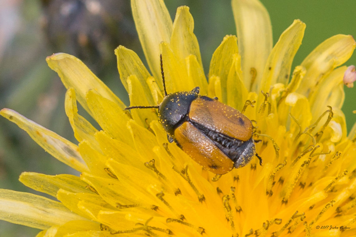 Leaf beetle - Cryptocephalus rugicollis Captured ib France, Parc naturele de Camargue. It seems it is a variable species by color density, spots size, number, location. Animal,Animalia,Arthropoda,Chrysomelidae,Coleoptera,Cryptocephalus rugicollis,Europe,France,Geotagged,Insect,Insecta,Leaf beetle,Nature,Regional Nature Park of the Camargue,Spring,Wildlife