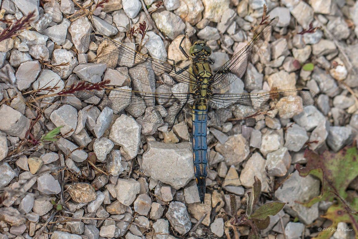 Black-tailed skimmer, young male - Orthetrum cancellatum Captured in Parc de Camargue, South France<br />
The female below is captured in Bulgaria.<br />
<figure class="photo"><a href="https://www.jungledragon.com/image/62856/black-tailed_skimmer_female_-_orthetrum_cancellatum.html" title="Black-tailed skimmer female - Orthetrum cancellatum"><img src="https://s3.amazonaws.com/media.jungledragon.com/images/1332/62856_thumb.jpg?AWSAccessKeyId=05GMT0V3GWVNE7GGM1R2&Expires=1767225610&Signature=HjdipyTwTNZ2gwjoJIhXVHVuxCE%3D" width="200" height="134" alt="Black-tailed skimmer female - Orthetrum cancellatum https://www.jungledragon.com/image/51931/black-tailed_skimmer_young_male_-_orthetrum_cancellatum.html Animal,Animalia,Arthropoda,Black-tailed skimmer,Bulgaria,Dragonfly,Geotagged,Insect,Insecta,Libellulidae,Nature,Odonata,Orthetrum cancellatum,Skimmer,Summer,Wildlife" /></a></figure> Black-tailed skimmer,France,Geotagged,Orthetrum cancellatum,Spring