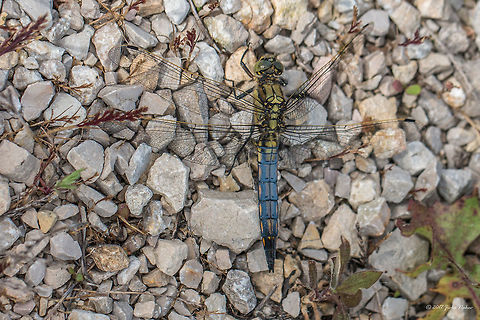 Black-tailed skimmer, young male - Orthetrum cancellatum Captured in Parc de Camargue, South France
The female below is captured in Bulgaria.
https://www.jungledragon.com/image/62856/black-tailed_skimmer_female_-_orthetrum_cancellatum.html Black-tailed skimmer,France,Geotagged,Orthetrum cancellatum,Spring