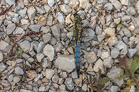 Black-tailed skimmer, young male - Orthetrum cancellatum Captured in Parc de Camargue, South France<br />
The female below is captured in Bulgaria.<br />
https://www.jungledragon.com/image/62856/black-tailed_skimmer_female_-_orthetrum_cancellatum.html Black-tailed skimmer,France,Geotagged,Orthetrum cancellatum,Spring