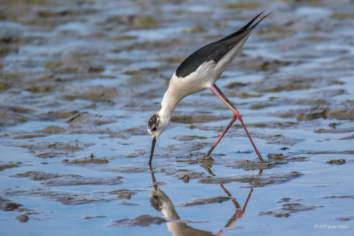 Black-winged stilt - Himantopus himantopus Parc de Camargue, France Animal,Animalia,Aves,Bird,Black-winged stilt,Charadriiformes,Chordata,Europe,France,Geotagged,Himantopus himantopus,Nature,Recurvirostridae,Regional Nature Park of the Camargue,Spring,Wildlife