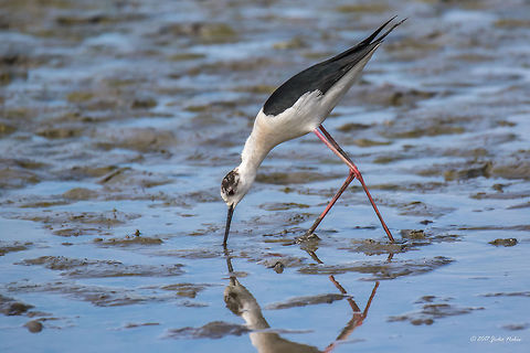 Black-winged stilt - Himantopus himantopus Parc de Camargue, France Animal,Animalia,Aves,Bird,Black-winged stilt,Charadriiformes,Chordata,Europe,France,Geotagged,Himantopus himantopus,Nature,Recurvirostridae,Regional Nature Park of the Camargue,Spring,Wildlife