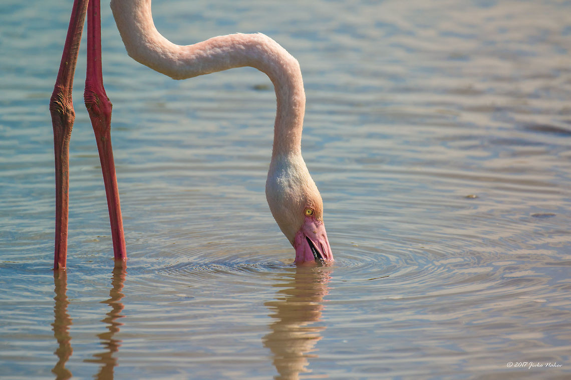 Greater flamingo in Parc de Camargue, France Phoenicopterus roseus Animal,Animalia,Aves,Bird,Chordata,Europe,France,Geotagged,Greater flamingo,Nature,Phoenicopteridae,Phoenicopteriformes,Phoenicopterus roseus,Regional Nature Park of the Camargue,Spring,Wildlife