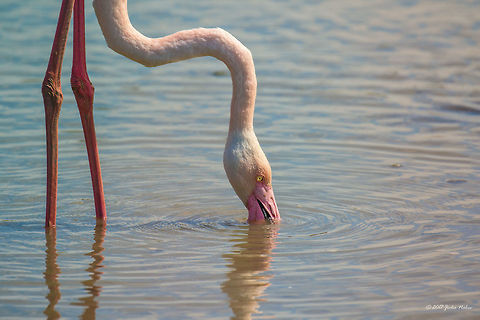 Greater flamingo in Parc de Camargue, France Phoenicopterus roseus Animal,Animalia,Aves,Bird,Chordata,Europe,France,Geotagged,Greater flamingo,Nature,Phoenicopteridae,Phoenicopteriformes,Phoenicopterus roseus,Regional Nature Park of the Camargue,Spring,Wildlife