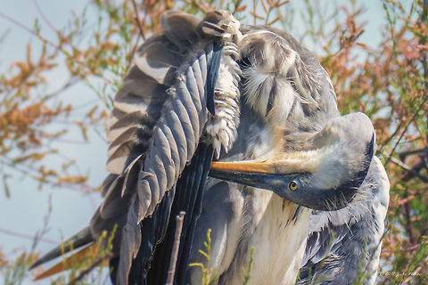 Grey Heron, Parc de Camargue, France Ardea cinerea Animal,Animalia,Ardea cinerea,Ardeidae,Aves,Bird,Chordata,Europe,France,Geotagged,Grey heron,Nature,Pelecaniformes,Regional Nature Park of the Camargue,Spring,Wildlife