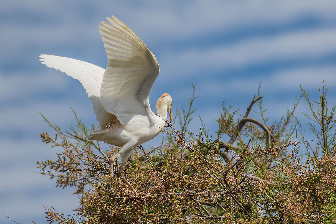 Cattle egret - Bubulcus ibis Parc de Camargue, France Animal,Animalia,Ardeidae,Aves,Bird,Bubulcus ibis,Cattle egret,Chordata,France,Geotagged,Nature,Pelecaniformes,Spring,Wildlife
