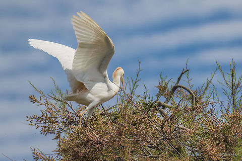 Cattle egret - Bubulcus ibis Parc de Camargue, France Animal,Animalia,Ardeidae,Aves,Bird,Bubulcus ibis,Cattle egret,Chordata,France,Geotagged,Nature,Pelecaniformes,Spring,Wildlife