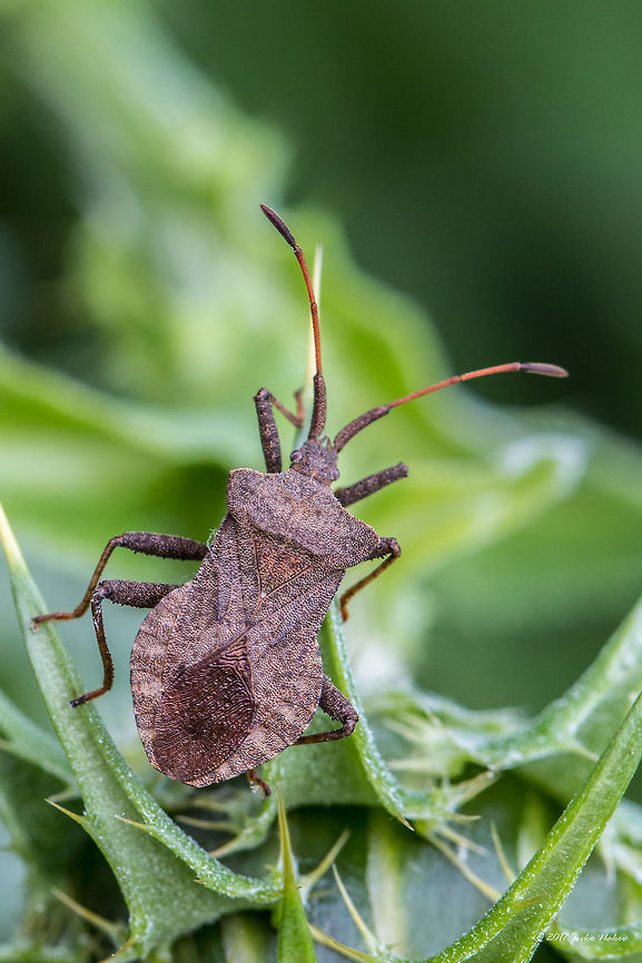 Dock bug - Coreus marginatus South France Animal,Animalia,Arthropoda,Coreidae,Coreus marginatus,Dock bug,Europe,France,Geotagged,Hemiptera,Insect,Insecta,Nature,Regional Nature Park of the Camargue,Spring,Wildlife