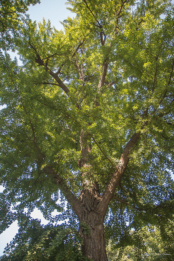 Ginkgo biloba tree We were quite surprised to see in the local city park in the small Serbian town Sremska Mitrovica a giant Ginkgo Biloba tree!<br />
<figure class="photo"><a href="https://www.jungledragon.com/image/51942/ginkgo_biloba_leaves.html" title="Ginkgo biloba leaves"><img src="https://s3.amazonaws.com/media.jungledragon.com/images/1332/51942_thumb.jpg?AWSAccessKeyId=05GMT0V3GWVNE7GGM1R2&Expires=1769040010&Signature=rWRz2MRWFyWP0ZNpwLVdnOlK8nw%3D" width="200" height="134" alt="Ginkgo biloba leaves We were quite surprised to see in the local city park in the small Serbian town Sremska Mitrovica a giant Ginkgo Biloba tree!<br />
https://www.jungledragon.com/image/51941/ginkgo_biloba_tree.html Dioecious plant,Europe,Geotagged,Ginkgo biloba,Ginkgoaceae,Ginkgoales,Ginkgoopsida,Ginkgophyta,Nature,Plantae,Serbia,Spring,Wildlife" /></a></figure> Dioecious plant,Europe,Geotagged,Ginkgo biloba,Ginkgoaceae,Ginkgoales,Ginkgoopsida,Ginkgophyta,Nature,Plantae,Serbia,Spring,Wildlife