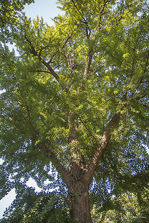 Ginkgo biloba tree We were quite surprised to see in the local city park in the small Serbian town Sremska Mitrovica a giant Ginkgo Biloba tree!
https://www.jungledragon.com/image/51942/ginkgo_biloba_leaves.html Dioecious plant,Europe,Geotagged,Ginkgo biloba,Ginkgoaceae,Ginkgoales,Ginkgoopsida,Ginkgophyta,Nature,Plantae,Serbia,Spring,Wildlife