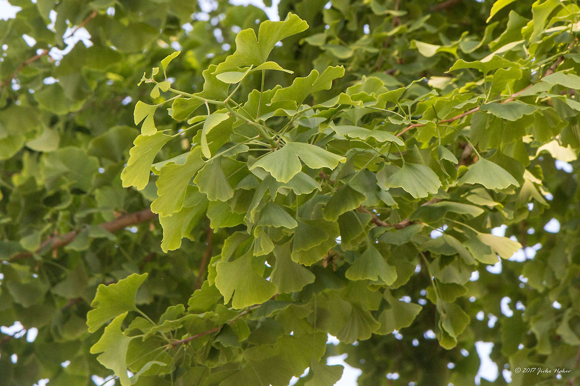 Ginkgo biloba leaves We were quite surprised to see in the local city park in the small Serbian town Sremska Mitrovica a giant Ginkgo Biloba tree!<br />
<figure class="photo"><a href="https://www.jungledragon.com/image/51941/ginkgo_biloba_tree.html" title="Ginkgo biloba tree"><img src="https://s3.amazonaws.com/media.jungledragon.com/images/1332/51941_thumb.jpg?AWSAccessKeyId=05GMT0V3GWVNE7GGM1R2&Expires=1769040010&Signature=LHxQ2c3Q7UZ4Ew1BpAgOyH9CuEc%3D" width="102" height="152" alt="Ginkgo biloba tree We were quite surprised to see in the local city park in the small Serbian town Sremska Mitrovica a giant Ginkgo Biloba tree!<br />
https://www.jungledragon.com/image/51942/ginkgo_biloba_leaves.html Dioecious plant,Europe,Geotagged,Ginkgo biloba,Ginkgoaceae,Ginkgoales,Ginkgoopsida,Ginkgophyta,Nature,Plantae,Serbia,Spring,Wildlife" /></a></figure> Dioecious plant,Europe,Geotagged,Ginkgo biloba,Ginkgoaceae,Ginkgoales,Ginkgoopsida,Ginkgophyta,Nature,Plantae,Serbia,Spring,Wildlife
