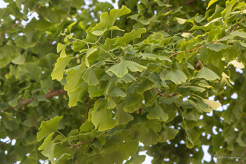 Ginkgo biloba leaves We were quite surprised to see in the local city park in the small Serbian town Sremska Mitrovica a giant Ginkgo Biloba tree!
https://www.jungledragon.com/image/51941/ginkgo_biloba_tree.html Dioecious plant,Europe,Geotagged,Ginkgo biloba,Ginkgoaceae,Ginkgoales,Ginkgoopsida,Ginkgophyta,Nature,Plantae,Serbia,Spring,Wildlife