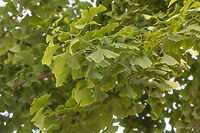 Ginkgo biloba leaves We were quite surprised to see in the local city park in the small Serbian town Sremska Mitrovica a giant Ginkgo Biloba tree!<br />
https://www.jungledragon.com/image/51941/ginkgo_biloba_tree.html Dioecious plant,Europe,Geotagged,Ginkgo biloba,Ginkgoaceae,Ginkgoales,Ginkgoopsida,Ginkgophyta,Nature,Plantae,Serbia,Spring,Wildlife