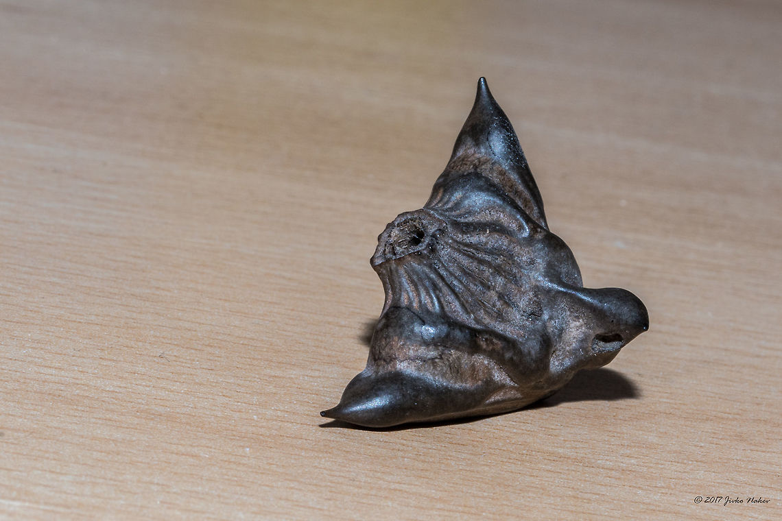 Water caltrop nut - Trapa natans I don't remeпber when we have collected this nut - maybe 25 years ago. Walking on the sandy beaches at the Bulgarian South Black Sea we used to often step on them, which was quite painful. I didn't know what's this until recently I read an article about this species. Nowadays the species is considered Endangered in Bulgaria and is included in the Bulgarian Red Book of plants. Black sea,Bulgaria,Burgas,Devil pod,Eudicot,Europe,Flowering Plant,Geotagged,Lythraceae,Magnoliophyta,Myrtales,Nature,Plantae,Summer,Trapa natans,Water caltrop,Wildlife,flower