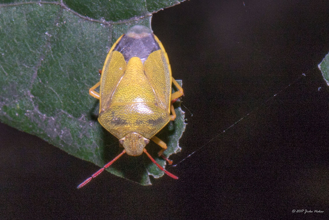 Gorse shieldbug - Piezodorus lituratus Captured in the losval city park - Sofia, Bulgaria Animal,Animalia,Arthropoda,Bulgaria,Geotagged,Gorse shieldbug,Hemiptera,Insect,Insecta,Nature,Pentatomidae,Piezodorus lituratus,Shield bug,Summer,Wildlife
