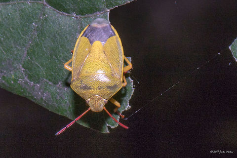 Gorse shieldbug - Piezodorus lituratus Captured in the losval city park - Sofia, Bulgaria Animal,Animalia,Arthropoda,Bulgaria,Geotagged,Gorse shieldbug,Hemiptera,Insect,Insecta,Nature,Pentatomidae,Piezodorus lituratus,Shield bug,Summer,Wildlife