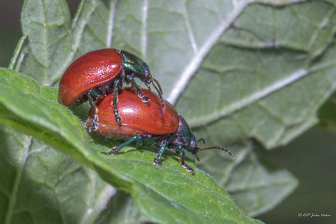Chrysolina polita (Linnaeus, 1758)  Animal,Animalia,Arthropoda,Bulgaria,Chrysolina,Chrysolina polita,Chrysomelidae,Chrysomelinae,Coleoptera,Europe,Geotagged,Insect,Insecta,Leaf beetle,Nature,Sofia,South park,Summer,Wildlife