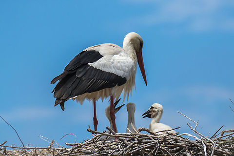 Family - Ciconia ciconia  Animal,Animalia,Aves,Bird,Chordata,Ciconia ciconia,Ciconiformes,Ciconiidae,Europe,France,Geotagged,Nature,Regional Nature Park of the Camargue,Spring,Wading birds,White Stork,White stork,Wildlife