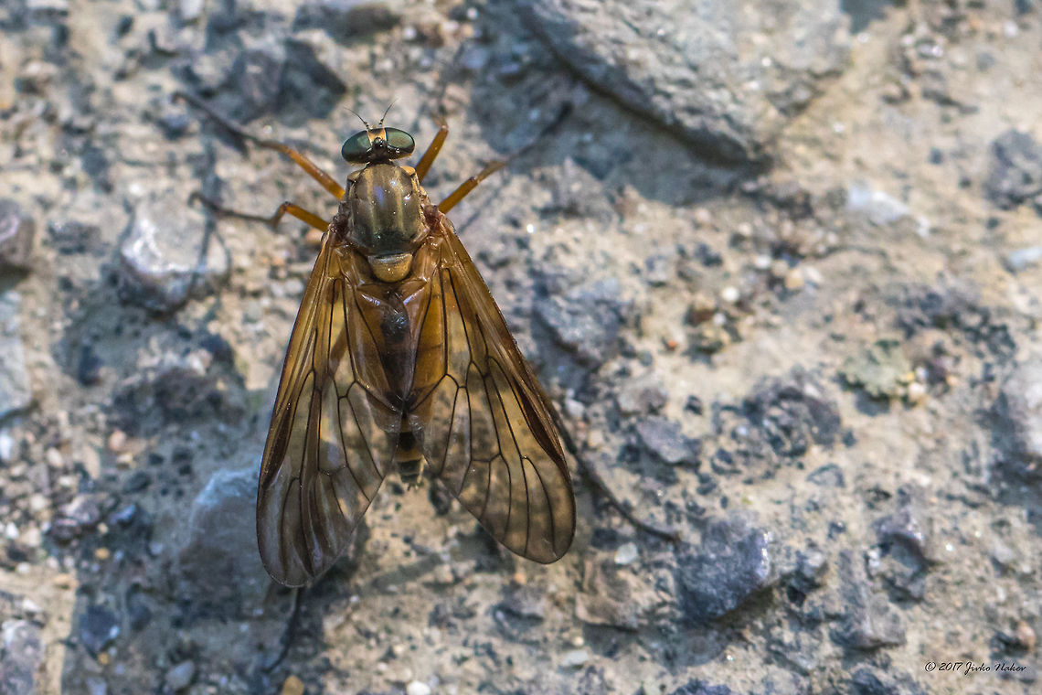 Snipe fly - Rhagio sp. I was not able to identify further this species. Animal,Animalia,Arthropoda,Bistrishko Branishte Nature Reserve,Bulgaria,Diptera,Europe,Geotagged,Insect,Insecta,Nature,Rhagio sp.,Rhagionidae,Snipe fly,Summer,Vitosha Mountain Nature Park,Wildlife