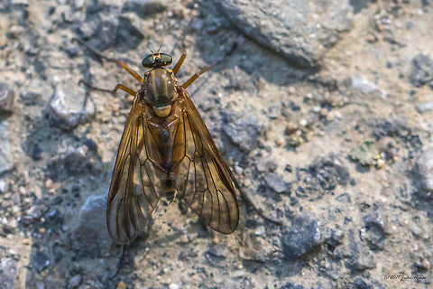 Snipe fly - Rhagio sp. I was not able to identify further this species. Animal,Animalia,Arthropoda,Bistrishko Branishte Nature Reserve,Bulgaria,Diptera,Europe,Geotagged,Insect,Insecta,Nature,Rhagio sp.,Rhagionidae,Snipe fly,Summer,Vitosha Mountain Nature Park,Wildlife