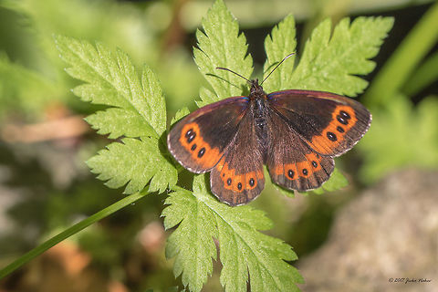 Arran brown - Erebia ligea https://www.jungledragon.com/image/51982/scotch_argus_-_erebia_aethiops.html Animal,Animalia,Arran brown,Arthropoda,Bistrishko Branishte Nature Reserve,Brush-footed butterfly,Bulgaria,Erebia ligea,Europe,Geotagged,Insect,Insecta,Lepidoptera,Nature,Nymphalidae,Summer,Vitosha Mountain Nature Park,Wildlife
