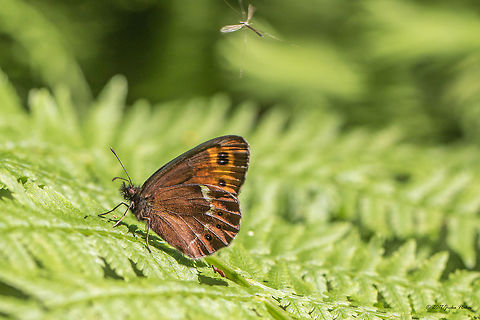 Arran brown - Erebia ligea https://www.jungledragon.com/image/51981/scotch_argus_-_erebia_aethiops.html Animal,Animalia,Arran brown,Arthropoda,Bistrishko Branishte Nature Reserve,Brush-footed butterfly,Bulgaria,Erebia ligea,Europe,Geotagged,Insect,Insecta,Lepidoptera,Nature,Nymphalidae,Summer,Vitosha Mountain Nature Park,Wildlife