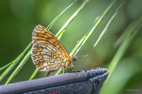 Heath fritilary - Melitaea athalia The discussion among my FB friends was weather this is either M athalia or M. aurelia. Finally we agreed that the best match is M. athalia, although in order to be sure 100%, genitalia investigation should be done. Animal,Animalia,Arthropoda,Brush-footed butterfly,Bulgaria,Geotagged,Heath fritillary,Insect,Insecta,Lepidoptera,Melitaea,Melitaea athalia,Nature,Nymphalidae,Summer,Wildlife