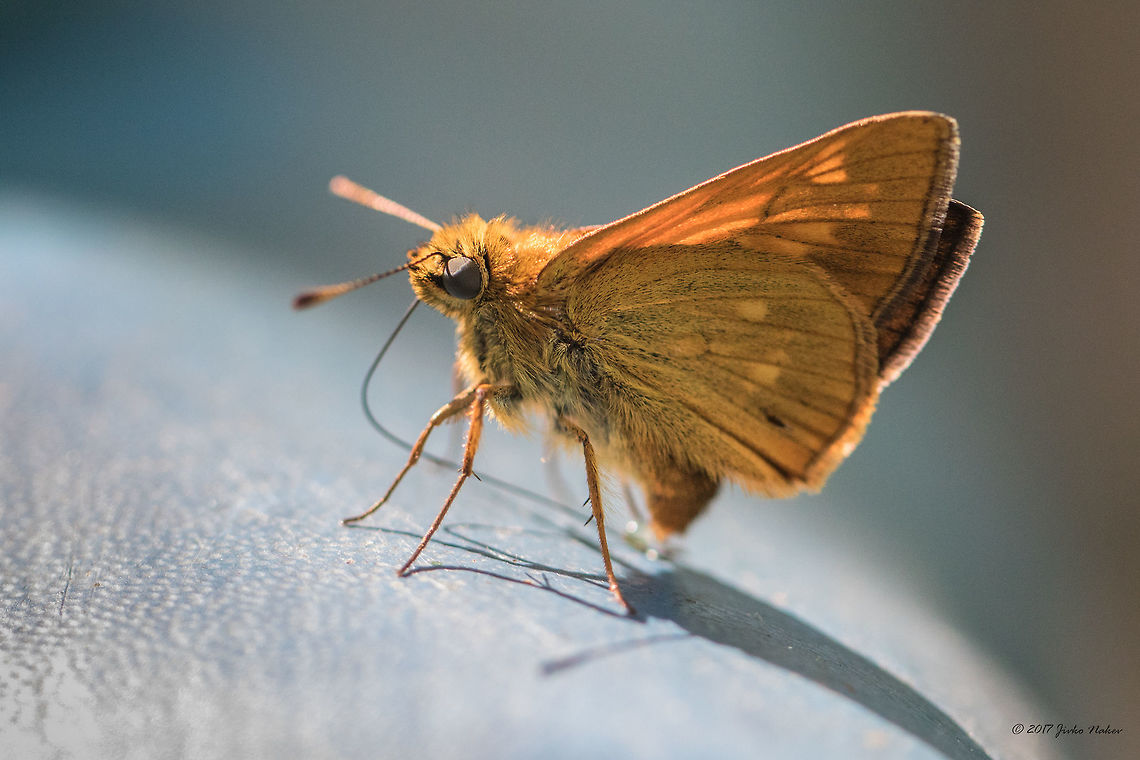 Large skipper - Ochlodes sylvanus  Animal,Animalia,Arthropoda,Bistrishko Branishte Nature Reserve,Bulgaria,Europe,Geotagged,Hesperiidae,Insect,Insecta,Large Skipper,Large skipper,Lepidoptera,Nature,Ochlodes sylvanus,Skipper butterfly,Summer,Vitosha Mountain Nature Park,Wildlife
