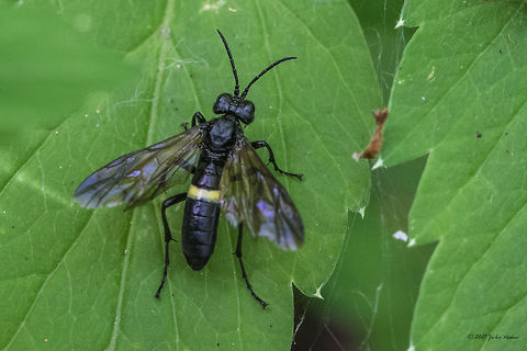 Sawfly - Tenthredo caucasica Tenthredo (Cephaledo) caucasica, Eversmann, 1847, Tenthredinidae family (Tenthredinid sawflies) Animal,Animalia,Arthropoda,Bulgaria,Geotagged,Hymenoptera,Insect,Insecta,Macrophya montana,Nature,Plantae,Sawfly,Summer,Tenthredinidae,Tenthredo (Cephaledo) caucasica,Tenthredo caucasica,Wildlife