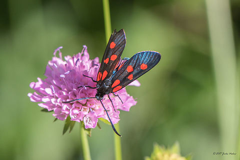 Slim burnet - Zygaena angelicae Referance:
http://www.lepiforum.de/lepiwiki.pl?Zygaena_Angelicae Animal,Animalia,Arthropoda,Bistrishko Branishte Nature Reserve,Bulgaria,Burnet moth,Europe,Forester moth,Geotagged,Insect,Insecta,Lepidoptera,Nature,Slim burnet,Summer,Vitosha Mountain Nature Park,Wildlife,Zygaena angelicae,Zygaenidae