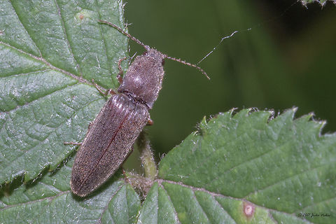 Click beetle - Athous haemorrhoidalis  Animal,Animalia,Arthropoda,Athous haemorrhoidalis,Bulgaria,Click beetle,Coleoptera,Elitaridae,Europe,Geotagged,Insect,Insecta,Nature,Sofia,South park,Summer,Wildlife