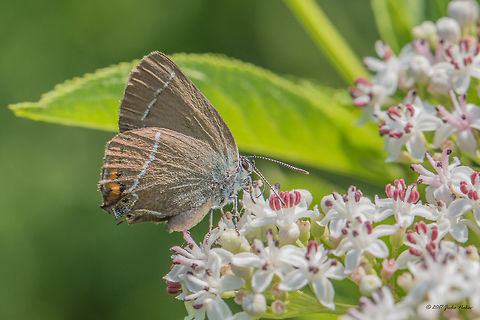 White-letter hairstreak - Satyrium w-album  Animal,Animalia,Arthropoda,Bulgaria,Europe,Geotagged,Insect,Insecta,Lepidoptera,Lycaenidae,Nature,Park Panega,Satyrium w-album,Summer,White-letter hairstreak,Wildlife