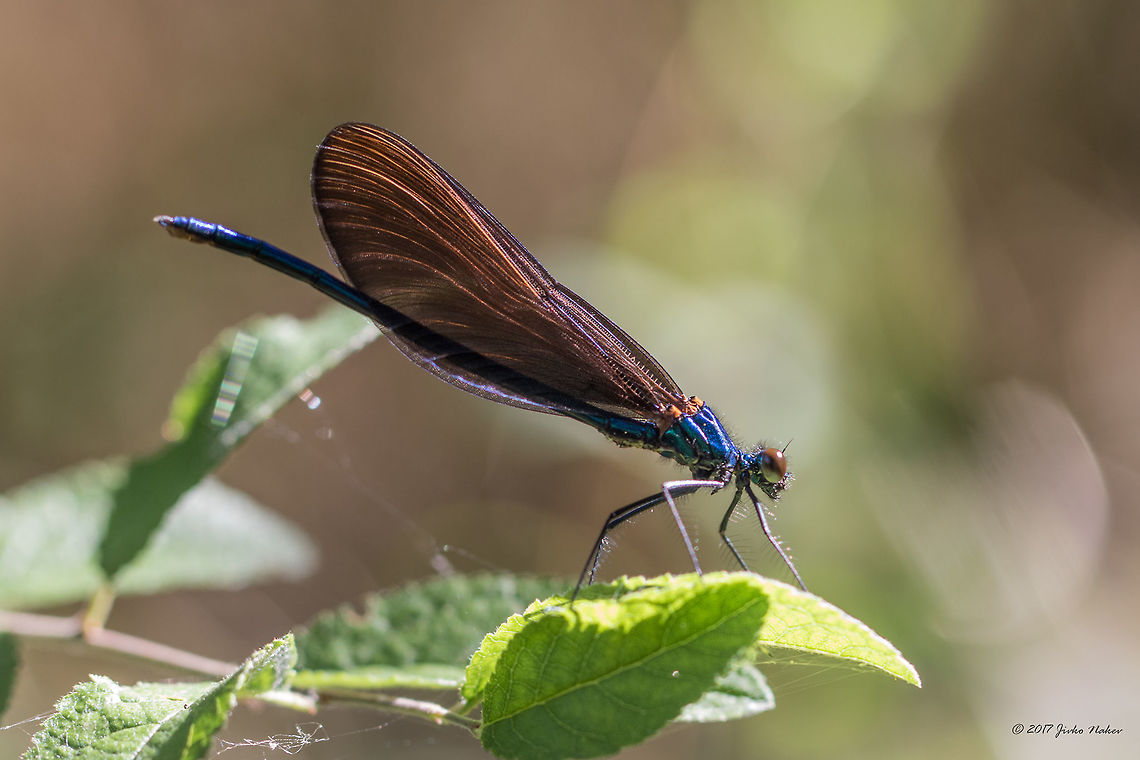 Beautiful demoiselle young male - Calopteryx virgo <figure class="photo"><a href="https://www.jungledragon.com/image/52001/beautiful_demoiselle_female_-_calopteryx_virgo.html" title="Beautiful demoiselle female - Calopteryx virgo"><img src="https://s3.amazonaws.com/media.jungledragon.com/images/1332/52001_thumb.jpg?AWSAccessKeyId=05GMT0V3GWVNE7GGM1R2&Expires=1767225610&Signature=YVOy1sUMmvzJ1hwMJAE4DzKAut4%3D" width="200" height="134" alt="Beautiful demoiselle female - Calopteryx virgo https://www.jungledragon.com/image/52000/beautiful_demoiselle_adult_male_-_calopteryx_virgo_.html Animal,Animalia,Arthropoda,Beautiful demoiselle,Bulgaria,Calopterygidae,Calopteryx virgo,Damselfly,Europe,Geotagged,Insect,Insecta,Nature,Odonata,Park Panega,Summer,Wildlife" /></a></figure> Animal,Animalia,Arthropoda,Beautiful demoiselle,Bulgaria,Calopterygidae,Calopteryx virgo,Damselfly,Europe,Geotagged,Insect,Insecta,Nature,Odonata,Park Panega,Summer,Wildlife