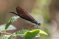 Beautiful demoiselle young male - Calopteryx virgo https://www.jungledragon.com/image/52001/beautiful_demoiselle_female_-_calopteryx_virgo_.html Animal,Animalia,Arthropoda,Beautiful demoiselle,Bulgaria,Calopterygidae,Calopteryx virgo,Damselfly,Europe,Geotagged,Insect,Insecta,Nature,Odonata,Park Panega,Summer,Wildlife