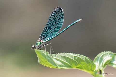 Beautiful demoiselle adult male - Calopteryx virgo https://www.jungledragon.com/image/52001/beautiful_demoiselle_female_-_calopteryx_virgo_.html
https://www.jungledragon.com/image/51999/beautiful_demoiselle_young_male_-_calopteryx_virgo.html
 Animal,Animalia,Arthropoda,Beautiful demoiselle,Bulgaria,Calopterygidae,Calopteryx virgo,Damselfly,Europe,Geotagged,Insect,Insecta,Nature,Odonata,Park Panega,Summer,Wildlife