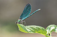 Beautiful demoiselle adult male - Calopteryx virgo https://www.jungledragon.com/image/52001/beautiful_demoiselle_female_-_calopteryx_virgo_.html<br />
https://www.jungledragon.com/image/51999/beautiful_demoiselle_young_male_-_calopteryx_virgo.html<br />
Animal,Animalia,Arthropoda,Beautiful demoiselle,Bulgaria,Calopterygidae,Calopteryx virgo,Damselfly,Europe,Geotagged,Insect,Insecta,Nature,Odonata,Park Panega,Summer,Wildlife