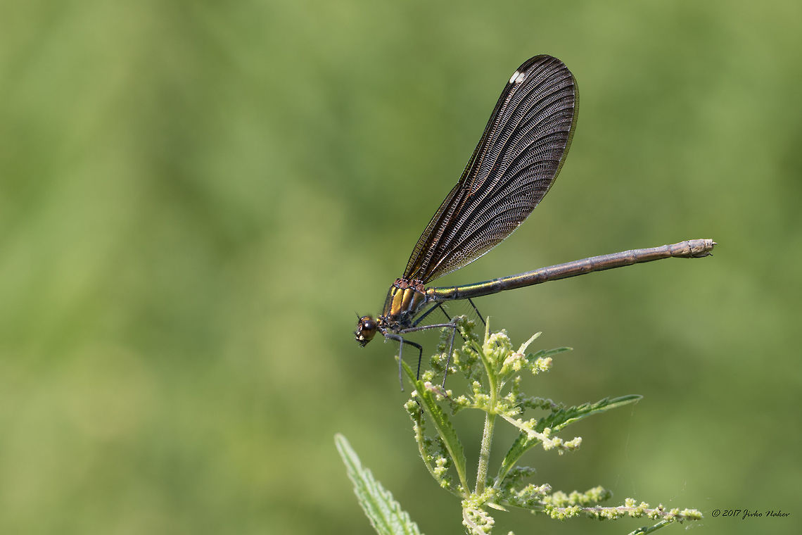 Beautiful demoiselle female - Calopteryx virgo <figure class="photo"><a href="https://www.jungledragon.com/image/52000/beautiful_demoiselle_adult_male_-_calopteryx_virgo.html" title="Beautiful demoiselle adult male - Calopteryx virgo"><img src="https://s3.amazonaws.com/media.jungledragon.com/images/1332/52000_thumb.jpg?AWSAccessKeyId=05GMT0V3GWVNE7GGM1R2&Expires=1767225610&Signature=5XfQoAFCNQkxbimM3AGJowIP%2BU8%3D" width="200" height="134" alt="Beautiful demoiselle adult male - Calopteryx virgo https://www.jungledragon.com/image/52001/beautiful_demoiselle_female_-_calopteryx_virgo_.html<br />
https://www.jungledragon.com/image/51999/beautiful_demoiselle_young_male_-_calopteryx_virgo.html<br />
 Animal,Animalia,Arthropoda,Beautiful demoiselle,Bulgaria,Calopterygidae,Calopteryx virgo,Damselfly,Europe,Geotagged,Insect,Insecta,Nature,Odonata,Park Panega,Summer,Wildlife" /></a></figure> Animal,Animalia,Arthropoda,Beautiful demoiselle,Bulgaria,Calopterygidae,Calopteryx virgo,Damselfly,Europe,Geotagged,Insect,Insecta,Nature,Odonata,Park Panega,Summer,Wildlife