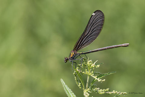 Beautiful demoiselle female - Calopteryx virgo https://www.jungledragon.com/image/52000/beautiful_demoiselle_adult_male_-_calopteryx_virgo_.html Animal,Animalia,Arthropoda,Beautiful demoiselle,Bulgaria,Calopterygidae,Calopteryx virgo,Damselfly,Europe,Geotagged,Insect,Insecta,Nature,Odonata,Park Panega,Summer,Wildlife