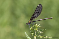 Beautiful demoiselle female - Calopteryx virgo https://www.jungledragon.com/image/52000/beautiful_demoiselle_adult_male_-_calopteryx_virgo_.html Animal,Animalia,Arthropoda,Beautiful demoiselle,Bulgaria,Calopterygidae,Calopteryx virgo,Damselfly,Europe,Geotagged,Insect,Insecta,Nature,Odonata,Park Panega,Summer,Wildlife