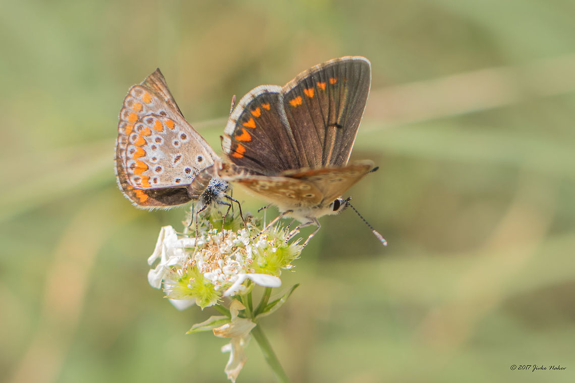Mating couple Brown argus - Aricia agestis  Animal,Animalia,Aricia agestis,Arthropoda,Brown Argus,Brown argus,Bulgaria,Europe,Geotagged,Insect,Insecta,Lepidoptera,Lycaenidae,Nature,Park Panega,Summer,Wildlife