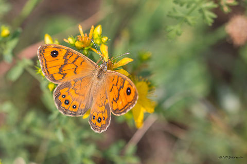 Wall brown - Lasiommata megera Currently clissified in Catalogue of Life 2015 as Pararge megera (accepted name). Animal,Animalia,Arthropoda,Brush-footed butterfly,Central Macedonia,Europe,Geotagged,Greece,Halkidiki,Insect,Insecta,Lasiommata megera,Lepidoptera,Nature,Neos Marmaras,Nymphalidae,Pararge megera,Sithonia,Spring,Wall Brown