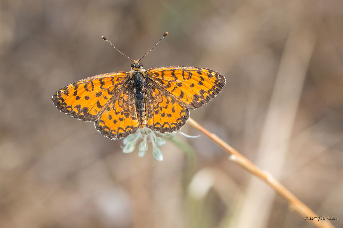 Lesser spotted fritillary - Melitaea trivia  Animal,Animalia,Arthropoda,Brush-footed butterfly,Central Macedonia,Europe,Geotagged,Greece,Halkidiki,Insect,Insecta,Lepidoptera,Lesser Spotted Fritillary,Melitaea trivia,Nature,Nymphalidae,Sithonia,Spring,Sykia,The Lesser Spotted Fritillary