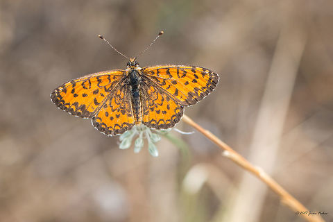 Lesser spotted fritillary - Melitaea trivia  Animal,Animalia,Arthropoda,Brush-footed butterfly,Central Macedonia,Europe,Geotagged,Greece,Halkidiki,Insect,Insecta,Lepidoptera,Lesser Spotted Fritillary,Melitaea trivia,Nature,Nymphalidae,Sithonia,Spring,Sykia,The Lesser Spotted Fritillary