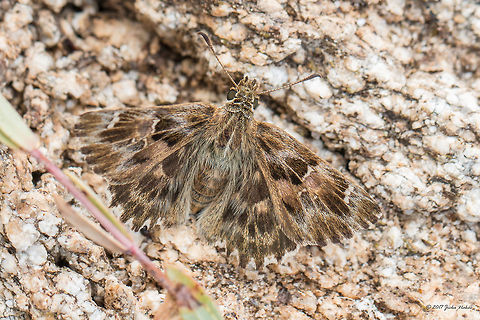 Well camouflaged Mallow Skipper - Carcharodus alceae  Animal,Animalia,Arthropoda,Carcharodus alceae,Central Macedonia,Europe,Geotagged,Greece,Halkidiki,Hesperiidae,Insect,Insecta,Lepidoptera,Mallow Skipper,Nature,Sithonia,Skipper butterfly,Spring,Sykia,Wildlife