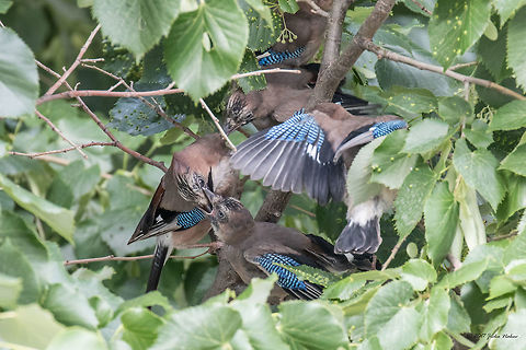 Eurasian jay - Garrulus glandarius One day we noticed through the window of our apartment some movement down in the leaves of the tilia (I guess Tilia cordata). I took my zoom and saw a couple of chicks huddled together. Eurasian Jay chicks.
So I took a cup of coffee, set down comfortably and waited. In a while the chicks started moving, spreading wings and calling their mom. And here she was.  It was real fun watching through the bunch of twigs and leaves how the mom is feeding all the four chicks, one after the other. 
 Animal,Animalia,Aves,Bird,Bulgaria,Chordata,Corvidae,Eurasian Jay,Eurasian jay,Europe,Garrulus glandarius,Geotagged,Nature,Passeriformes,Passerine,Sofia,Spring,Wildlife